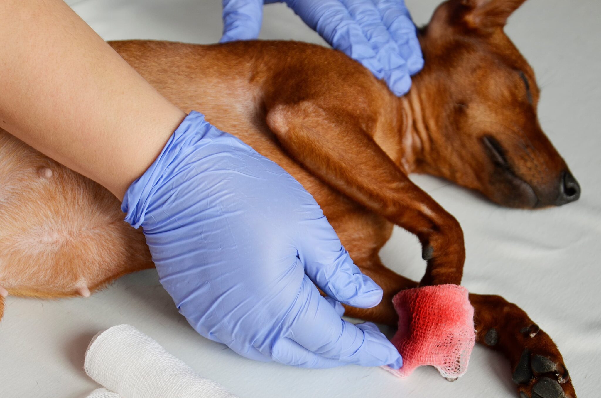 Country Chase Veterinary Hospital