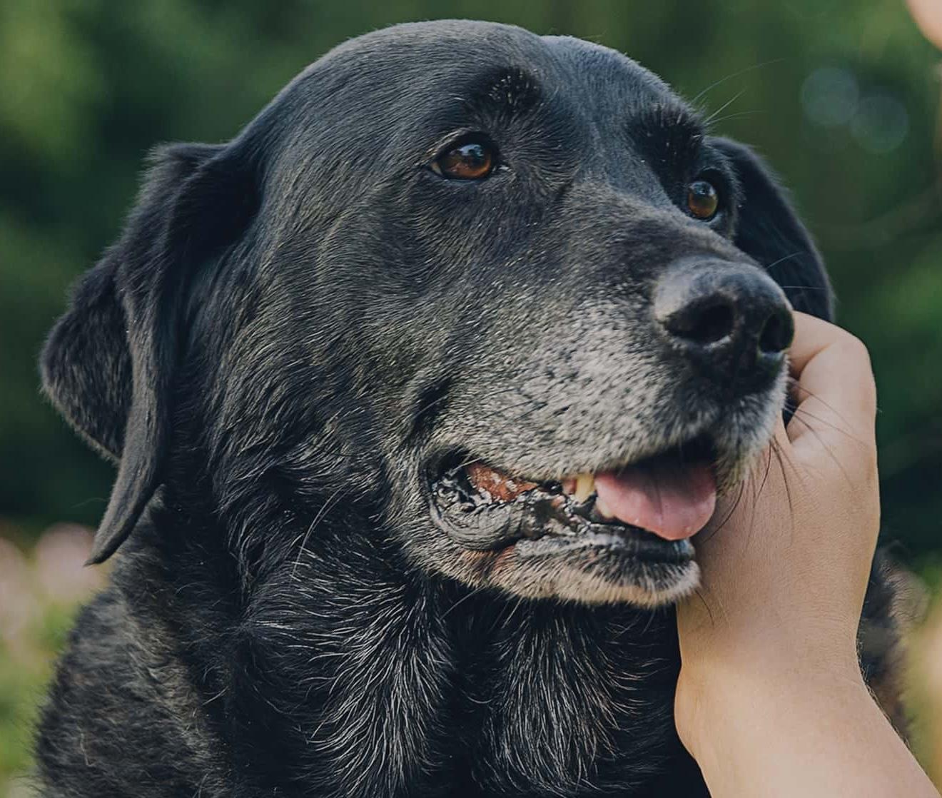 Country Chase Veterinary Hospital