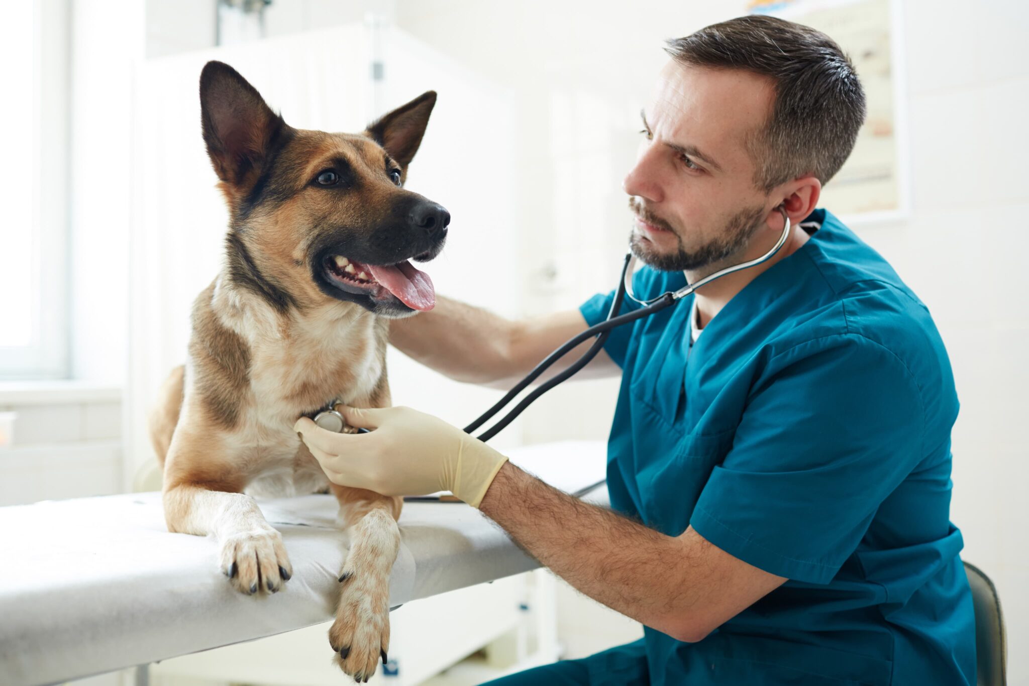 Country Chase Veterinary Hospital