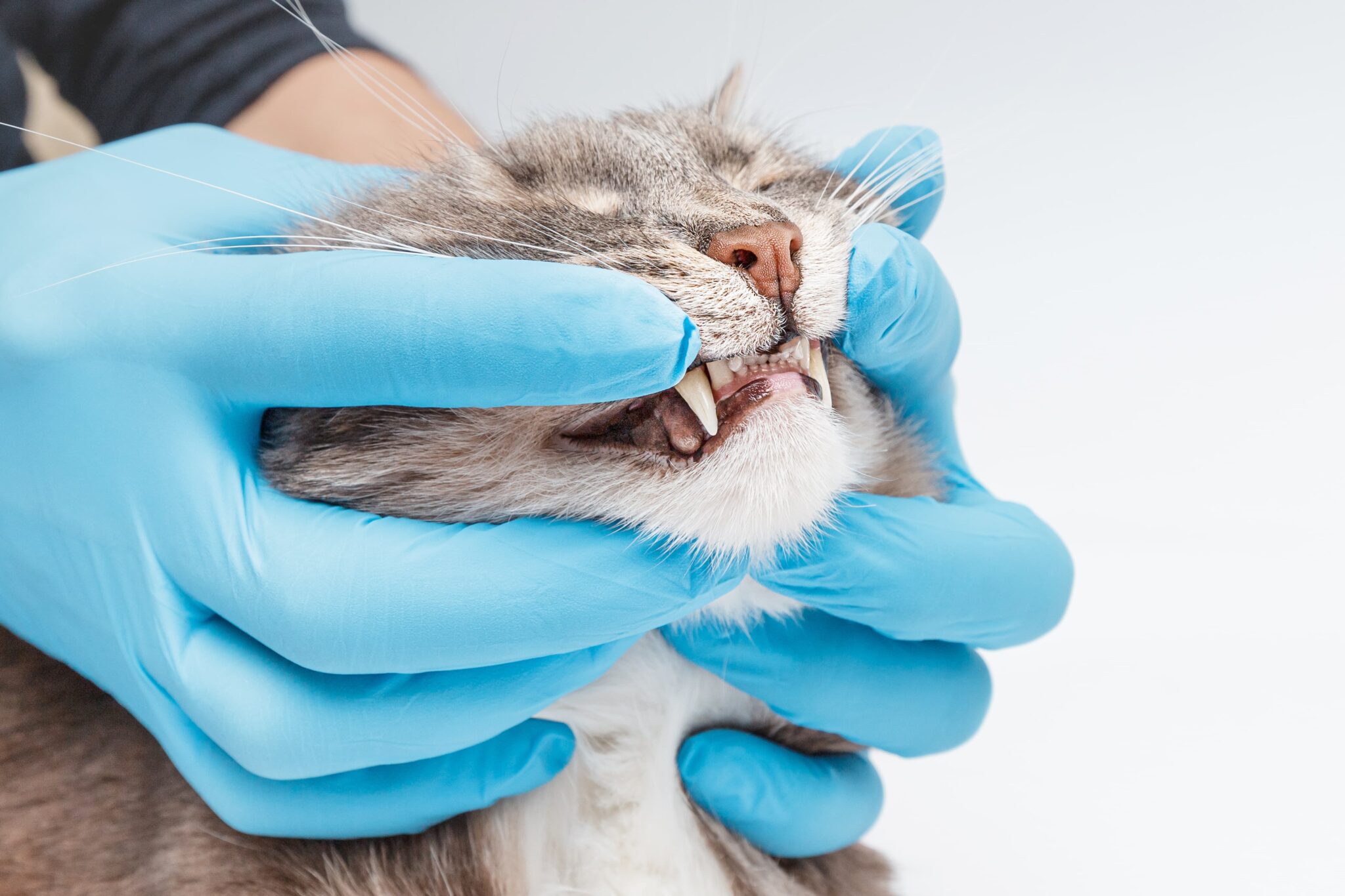 Country Chase Veterinary Hospital