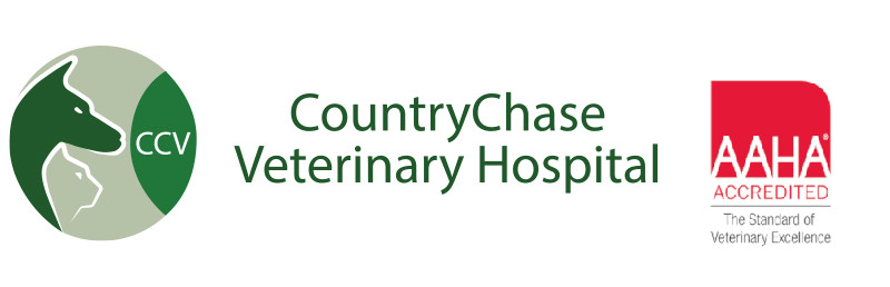 Animal Hospital in Tampa, FL | Veterinarians in Tampa, FL Animal Hospital in Tampa, FL | Veterinarians in Tampa, FL