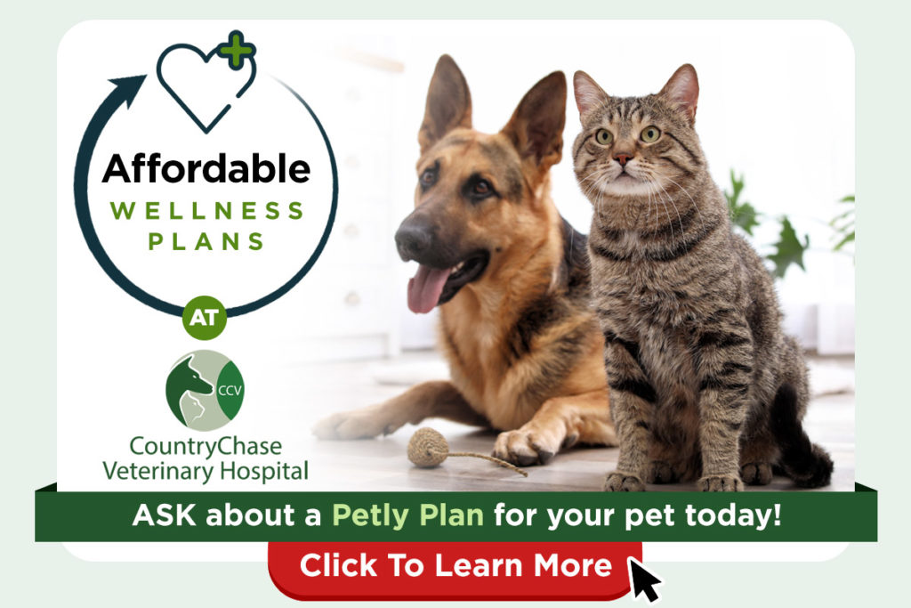 Animal Hospital In Tampa Fl Veterinarians In Tampa Fl